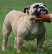 bulldog CH. Beefeater's Gee Wiz